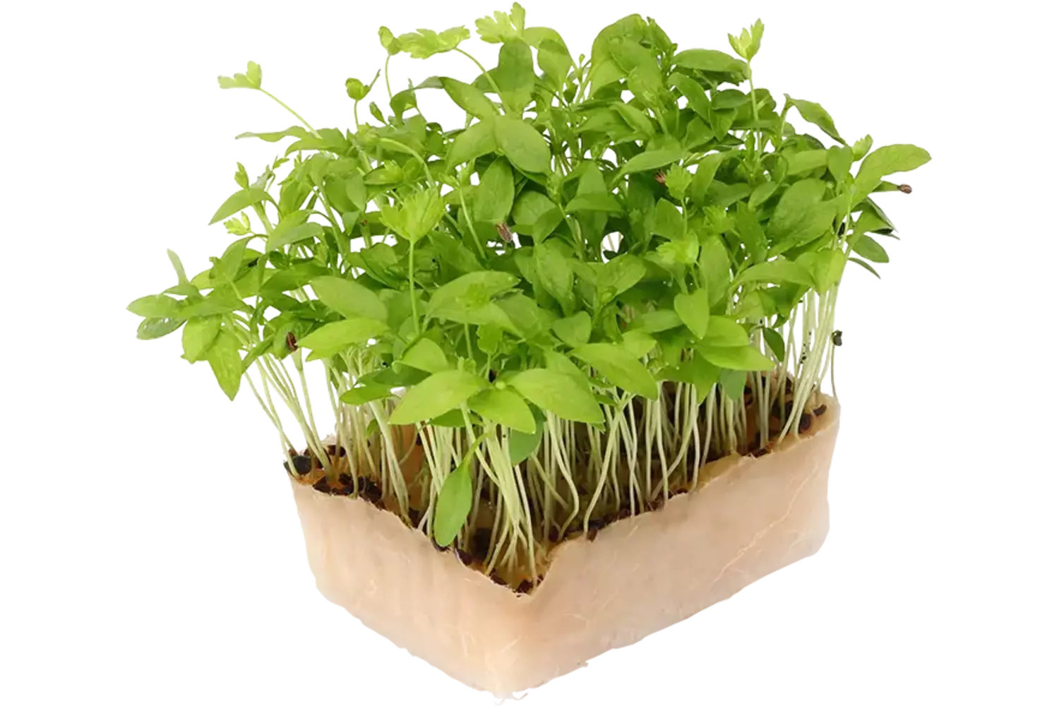 Persinette cress single stuk 1